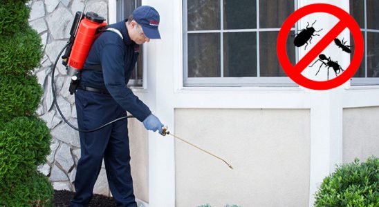 Reyhanlı Fare İlaçlama böcek ilaçlama ve haşere kontrolü — ilaclama-tr.com